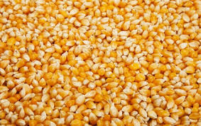 maïs pour pop corn